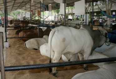 El Coliseo Miguel Villamil Muñoz de la ciudad de Montería, escenario del evento. Foto: Oficina de prensa. Feria Nacional de la Ganadería córdoba