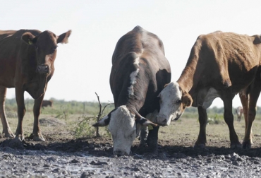 Los ganaderos deben aprovechar las aguas lluvias que caen en la actualidad para afrontar la sequía que se verá en lo que resta de 2014. Foto: SectorAgropecuario. Ganado sin alimento.
