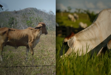 Aumenta la presencia de bovinos en la ciénaga de Sucre. Foto: CONtexto Ganadero. ganado Sucre