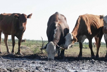 Debido a los efectos que el fenómeno del Niño ha dejado en la ganadería, los productores bovinos del departamento pidieron la prorroga. Foto: Cortesía Carlos García. Ganado exhausto.