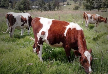 El sector lácteo del departamento se beneficiará ampliamente con la firma de este acuerdo. Foto: Alcaldía de Guachucal. Vaca lechera