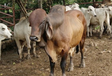 Con propuestas en materia de alimentación, nutrición y mitigación, los productores pretenden adherirse a la iniciativa impulsada por el Gobierno. Foto: tomada de areacucuta.com. Ganaderos de Norte de Santander
