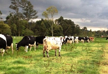 Los ganaderos en los municipios de Cundinamarca conocerán estrategias para mejorar la productividad. Foto: CONtexto Ganadero. Ganado en Cundinamarca