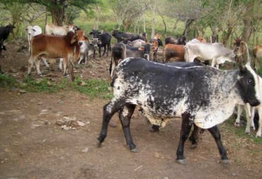 La falta de agua lluvia genera escasez de forrajes en los predios ganaderos de Boyacá. Foto: CONtexto Ganadero. Ganaderos sin pastos para sus animales