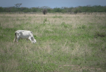 La Guajira, Cesar y Córdoba, los departamentos más afectados con la sequia. Foto: CONtexto Ganadero. muerte de reses colombia