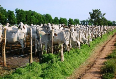 El Plan ayudará a mejorar la competitividad ganadera de la región. Foto: CONtexto Ganadero. Plan General de Asistencia Técnica Municipal en Bolívar.jpg