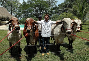 Estos ejemplares provenientes de la India, de una estirpe cebú muy antigua, han encontrado gran acogida en Bolívar. Estos ejemplares provenientes de la India, de una estirpe cebú muy antigua, han encontrado gran acogida en Bolívar.