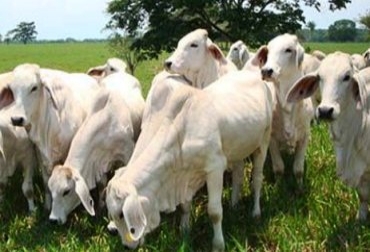 Con espacios como estos, los productores bovinos podrán mejorar las condiciones de los predios y generar seguridad alimenticia para los animales. Foto: CONtexto Ganadero Ganadería en Santander