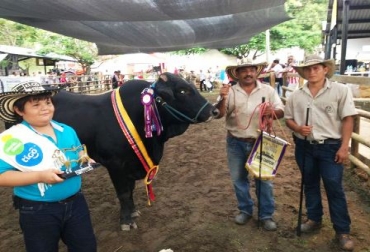 Deseo Balboa 102-1 fue la ganadora del concurso Gran Campeonatos en Machos y Hembras en doble propósito. Foto: CONtexto Ganadero. Feria ganadera de Córdoba.
