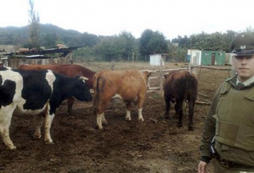 En 2014, ya son cuatro los casos presentados en predios bovinos ubicados en la Vía al Mar, en Atlántico. Foto: Gaula. Abigeato en Atlántico