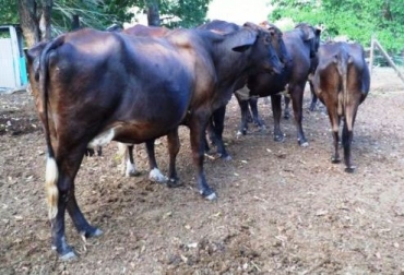 Ganaderos de la Costa Norte están preocupados por la situación crítica del gremio. Foto: CONtexto Ganadero. Pequeños ganaderos podrían dejar la actividad por crisis en el sector.