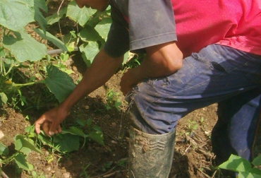 Tres temas importantes: legalidad del territorio, desarrollo productivo para personas involucradas en actividades ilícitas y consolidación de paz, con el fin de llegar a un acuerdo. Foto: Alberto Flórez Flórez Campesinos en Guaviare.