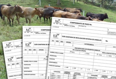 Ante la falta de expedición de los documentos, los productores no han podido movilizar reses, perjudicando la economía de los empresarios de la zona. Foto: CONtexto Ganadero. Guías de movilización