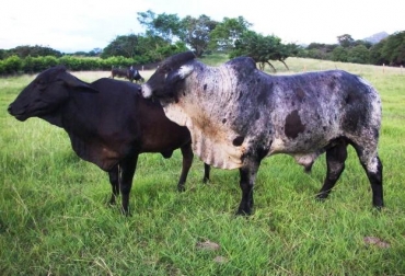 Razas como la girolanda son las que Gustavo Gnecco y Rafael Oñate tienen en sus hatos. Foto: CONtexto Ganadero. Raza girolando en Cesar.