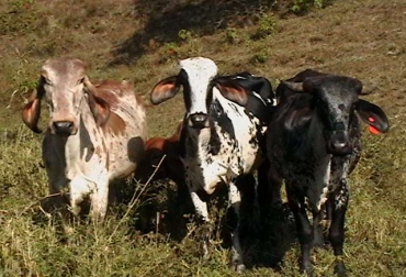 Las razas guzerá y la gyr producen leche aún estando en climas de trópico bajo. Foto: CONtexto Ganadero. Ganado raza gyr