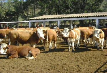Los ganaderos tendrán herramientas analíticas para monitorear todos los aspectos de manejo de su hato, incluyendo la producción, la salud, la fertilidad y el análisis. Los ganaderos tendrán herramientas analíticas para monitorear todos los aspectos de manejo de su hato, incluyendo la producción, la salud, la fertilidad y el análisis.
