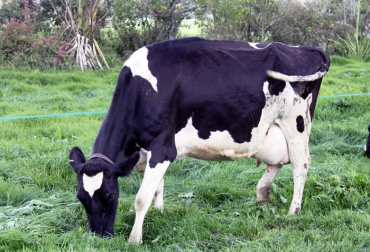 Sanidad del hato, enfermedades infectocontagiosas y calidad higiénica de la leche, fueron algunos de los puntos abordados en el seminario. Foto: Unimedios. Ganado Holstein