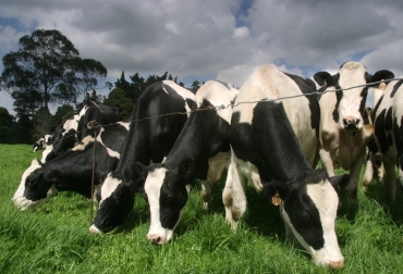 Los mejores ejemplares del alto Putumayo participan en la actividad que concluirá el próximo 30 de noviembre. Foto: Fedegán. ganado Holstein colombia