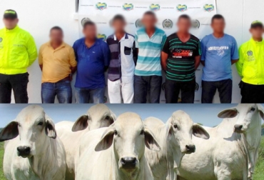 Los capturados aceptaron la responsabilidad de los hechos. Foto: Suministrada-CONtexto Ganadero. hurto ganado