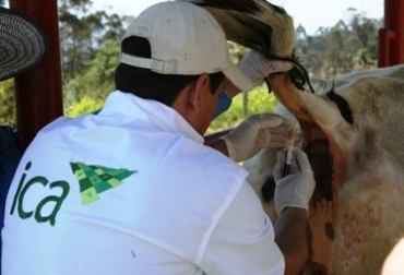 En el evento se presentará el Programa Nacional de brucelosis bovina. Foto: ICA. Brucelosis bovina