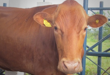 En lo que va corrido del año más de 50 mil animales han sido identificados. Foto: ICA. Programa de Identificación Bovina