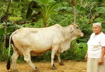 Felicita Josefa Suárez, una de las beneficiadas del programa Una vaca por la paz. Foto: Archivo. Felicita Josefa Suárez, una de las beneficiadas del programa Una vaca por la paz. Foto: Archivo.