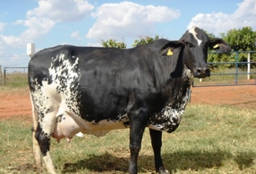 4.000 litros diarios de leche se dejarán de producir en Córdoba tras el cierre de los 5 predios. Foto: CONtexto Ganadero. Crisis láctea en Córdoba por importaciones de leche en polvo
