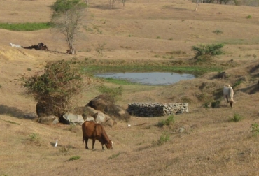 Las reses se vienen alimentando de los pequeños rebrotes que encuentran en los pastos o con suplementos y vitaminas dadas por los productores para que soporten la fuerte sequía. Foto: Fedegán. Sequía en Colombia