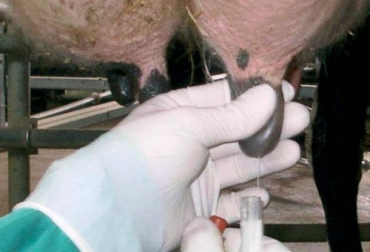 Proyecto ayudará a productores lácteos de Cundinamarca que luchan contra la mastitis. Foto: Archivo particular. Leche y mastitis en Cundinamarca.jpg