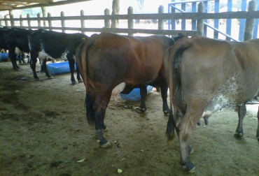 Con uso de genética de la raza gyrolanda, sumado a alimentación natural, Roberto Vuelvas es ejemplo a seguir en Córdoba. Foto: Suministrada. Gyrolandas