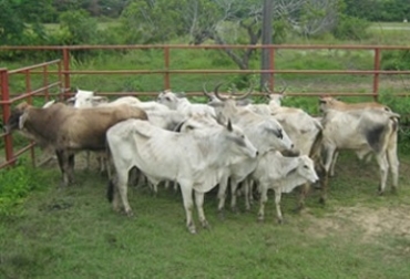 En Boyacá y Cundinamarca encontraron reses de contrabando. Foto: MinAgricultura. 168 reses en Cundinamarca y 33 en Boyacá fueron sacrificadas.