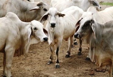 En total, 2 toros, 5 terneros y 4 terneras fueron afectados por esta enfermedad. Foto: ICA. En total, 2 toros, 5 terneros y 4 terneras fueron afectados por esta enfermedad. Foto: Ica.