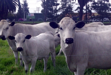 En esta visita técnica donde se visibilizaron importantes avances en torno al interés común de salvamento y promoción de nuestros recursos bovinos autóctonos. Foto: Rafael Torrijos. blanco oreginegro