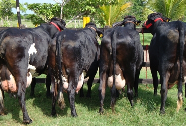 Vacas de la hacienda “San José”, atracción del Concurso lechero Vacas de la hacienda “San José”, atracción del Concurso lechero