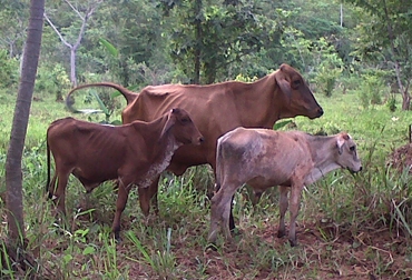 Debido a las altas temperaturas, el ganado se descompensa, lo que dificulta aplicar la dosis contra fiebre aftosa y brucelosis. Foto: Fedegán Vacas flacas.