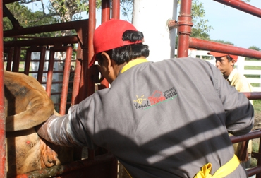 La Secretaria de Desarrollo Económico, Medio Ambiente y Turismo de Yopal beneficiará a 31 finquemos en Casanare. Foto: Alcaldía de Yopal La Alcaldía beneficiará a 31 finqueros en Casanare.