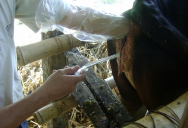 La inseminación artificial es una técnica de mejoramiento genético que se usa en bovinos del país. Foto: universidadfaca.wordpress.com. inseminación artificial