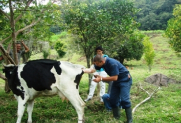 Los ganaderos reciben 10 clases entre teóricas y prácticas. Foto: CONtexto Ganadero. inseminación artificial en bovinos