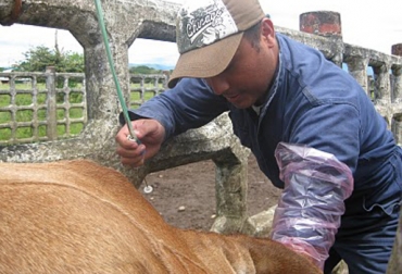 Gracias a esta técnica, la producción es más rentable y competitiva. Foto: Alcaldía de Yopal. inseminación artificial.