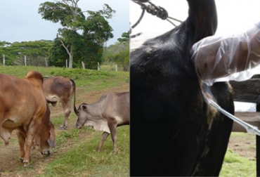 Ganaderos de Majagual se preparan en la biotecnología de inseminación artificial. Foto: CONtexto ganadero. genética animal