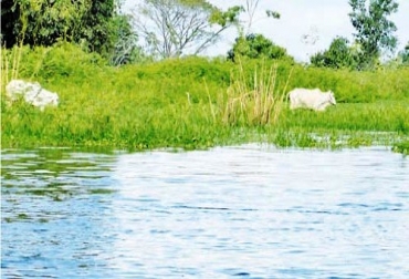 Los ganaderos han sufrido en los últimos tres años por culpa del desbordamiento del río Cauca. Foto: Alcaldía San Marcos Productores agropecuarios de La Mojana, preocupados por inundaciones y extorsiones.