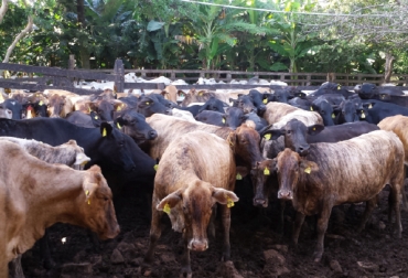 Un modelo exitoso es la finca La Gloria, en ella hay 100 vientres brangus obtenidos gracias al programa de Fedegán. Foto: Héctor Pachón / Fedegán. Brangus en Colombia