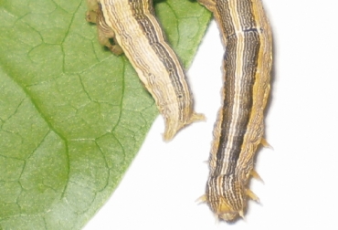 El insecto es catalogado como un depredador, ya que se come con gran velocidad las pasturas que son usadas para alimentar al ganado. Foto: integralhouse.com. larvas en la ganadería