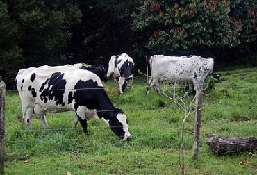 El Gobierno Nacional busca impulsar la productividad lechera en Antioquia, pero los representantes del gremio no ven eficacia en los métodos. Foto: Agencia UNal Lecheros de Antioquia