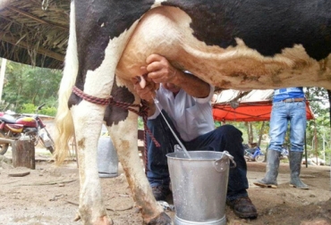 Las empresas formales están dejando de recoger diariamente cerca de 350 mil litros por cuenta del paro de transportadores. Foto: Sena Caquetá. Leche del Caquetá