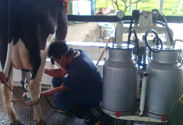 El programa '‘Planes de Reconversión’, que acogió a los jarreadores de Huila, permitió mejorar la calidad de la leche. Foto: Archivo Fedegán. Producción de leche. Foto: Archivo Fedegán.