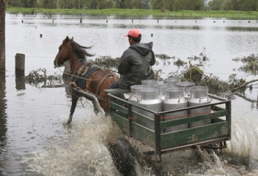 Las lluvias deterioran la comercialización de leche y carne en el país. Foto: Gobernación de Cundinamarca. ganaderos afectados por lluvias.
