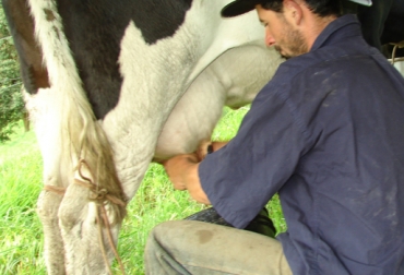 Industriales comenzarían a bajarle el precio del litro de leche entre $30 y $40. Foto: CONtexto Ganadero. Ordeño manual de leche