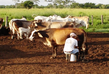 Los 40.000 ganaderos que viven del negocio pecuario en Nariño, la mayoría dedicados a la producción de leche, viven días de ‘vacas flacas’. Lecheros de Nariño reportan pérdidas y poca rentabilidad en su actividad