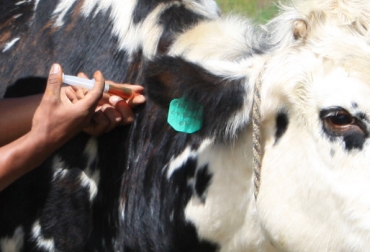 Es obligatorio aplicar la vacuna contra la brucelosis bovina en terneros que están entre los 3 y 8 meses de edad. Foto: Página del Ganadero. bovino libre de brucelosis